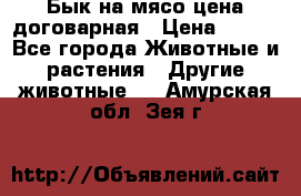 Бык на мясо цена договарная › Цена ­ 300 - Все города Животные и растения » Другие животные   . Амурская обл.,Зея г.